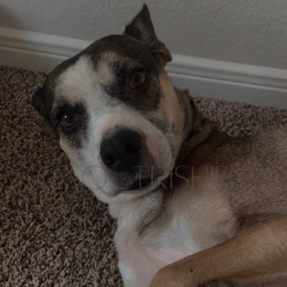 • ᴍᴇᴇᴛ ᴛʜᴇ ᴘᴏꜱʜᴇʀ • - Picture 4 of 4